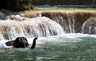 Tad Sae Waterfalls. Laos.