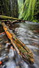 A fallen tree trunk floats in near freezing water. Columbia River Gorge, Oregon.