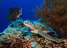 A turtle rests on the sea wall at Menjangan Island, Bali, Indonesia.