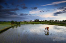 A resident rice farmer plants a row of seedlings. Bali, Indonesia.