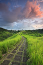 A path meanders through tall blades of grass. Bali, Indonesia.