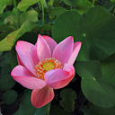 A lotus flower opens in a bali pond.